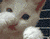 /album/mcs/violentos023-gif/